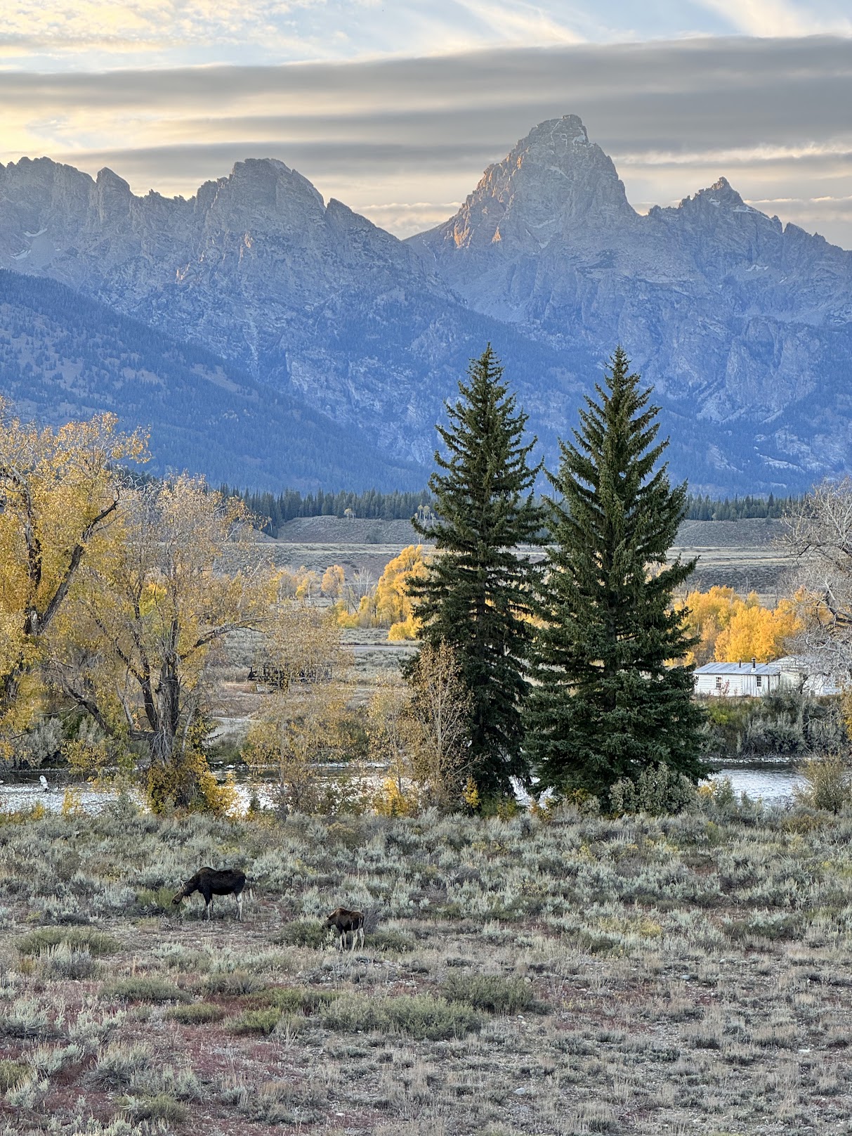 Grand Teton Moose